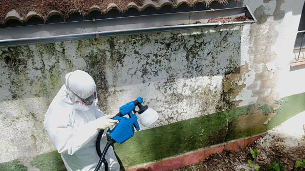 Top rated local Attic Mold Remediation specialists in Pasadena, MD